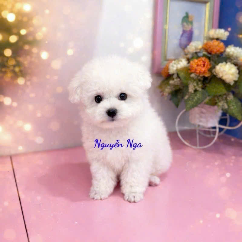 Chó Poodle - PD 18003